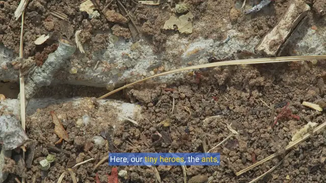 Video thumbnail for Antventures in the Garden: Animated Antics & Wildlife Wonders