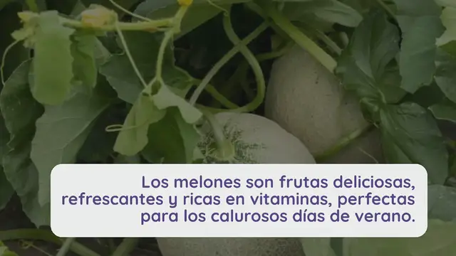 Video thumbnail for 10 consejos para cultivar y cosechar melones jugosos y deliciosos