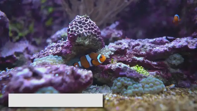'Video thumbnail for Clownfish Care Essentials: A Comprehensive Guide'