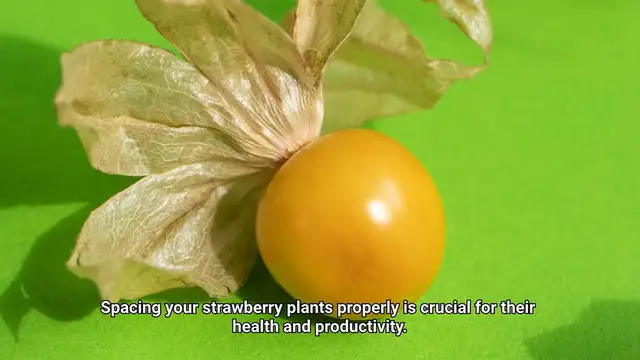 Video thumbnail for Spacing Strawberry Plants