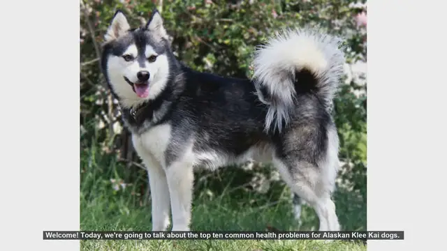 Video thumbnail for Top 10 Common Health Problems in Alaskan Klee Kai Dogs