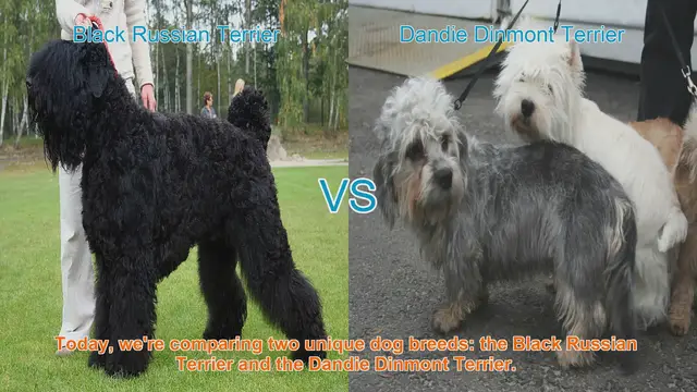Video thumbnail for Comparing Black Russian Terrier and Dandie Dinmont Terrier: Origins, Characteristics, and Care