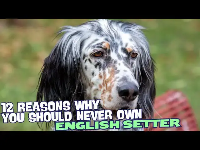 Video thumbnail for 12 Reasons Why You Should Never Own an English Setter 🐾