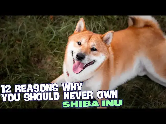Video thumbnail for 12 Reasons Why You Should Never Own a Shiba Inu 🐾