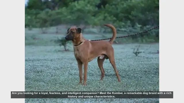 Video thumbnail for Meet the Kombai: A Loyal and Fearless Companion