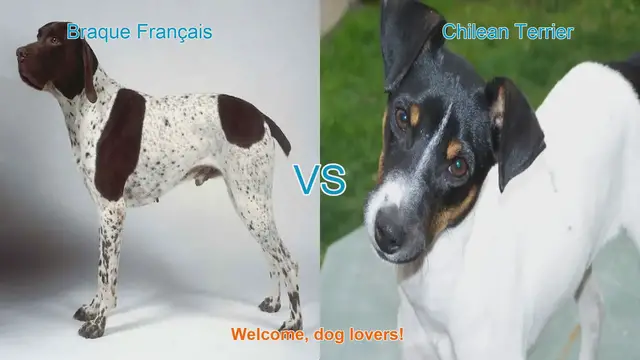 Video thumbnail for Braque Français vs. Chilean Terrier: A Comparison of Two Unique Dog Breeds