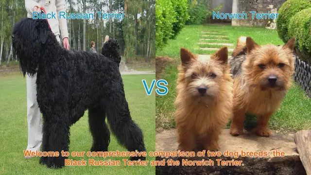 Video thumbnail for Comparing Black Russian Terrier and Norwich Terrier: A Comprehensive Guide