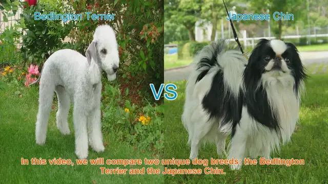 Video thumbnail for Bedlington Terrier vs. Japanese Chin: A Breed Comparison