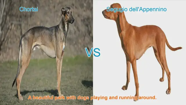 Video thumbnail for Exploring Unique Long-Leg Dog Breeds: Chortai vs. Segugio dell'Appennino