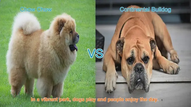 Video thumbnail for Chow Chow vs. Continental Bulldog: A Breed Comparison