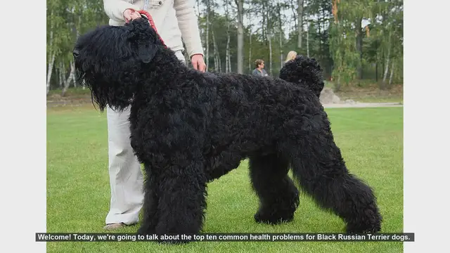 Video thumbnail for Top 10 Health Issues in Black Russian Terriers: What You Need to Know