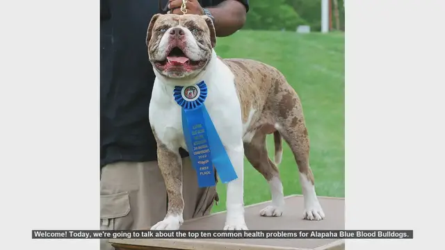 Video thumbnail for Top 10 Health Problems in Alapaha Blue Blood Bulldogs
