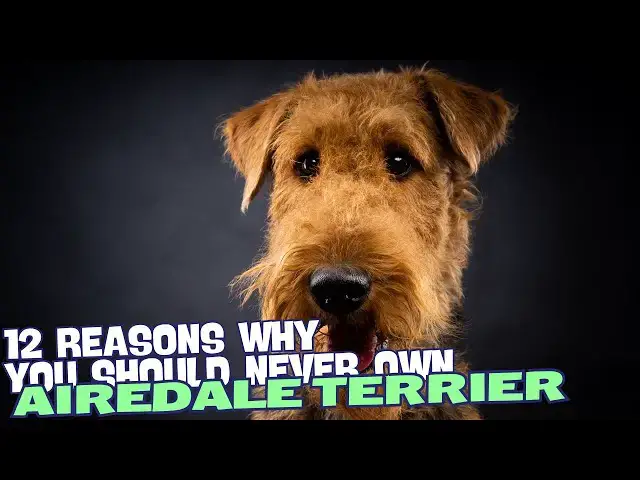 Video thumbnail for 12 Reasons Why You Should Never Own an Airedale Terrier 🐾