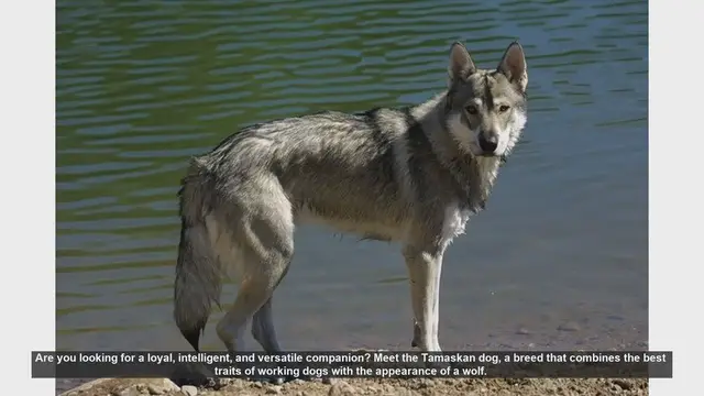 Video thumbnail for Meet the Tamaskan Dog: The Perfect Blend of Wolf-Like Beauty and Family-Friendly Temperament