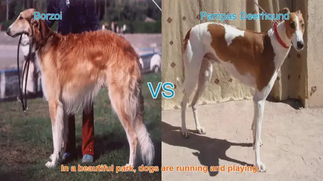 Video thumbnail for Borzoi vs. Pampas Deerhound: A Comparison of Elegance and Energy