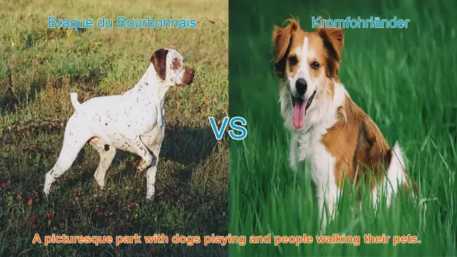 Video thumbnail for Braque du Bourbonnais vs. Kromfohrländer: A Comparative Guide