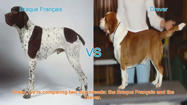 Video thumbnail for Braque Français vs. Drever: A Comprehensive Comparison