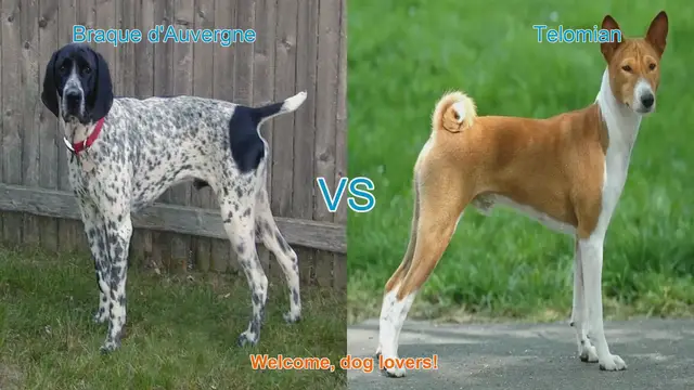 Video thumbnail for Braque d'Auvergne vs. Telomian: A Comparison of Unique Dog Breeds