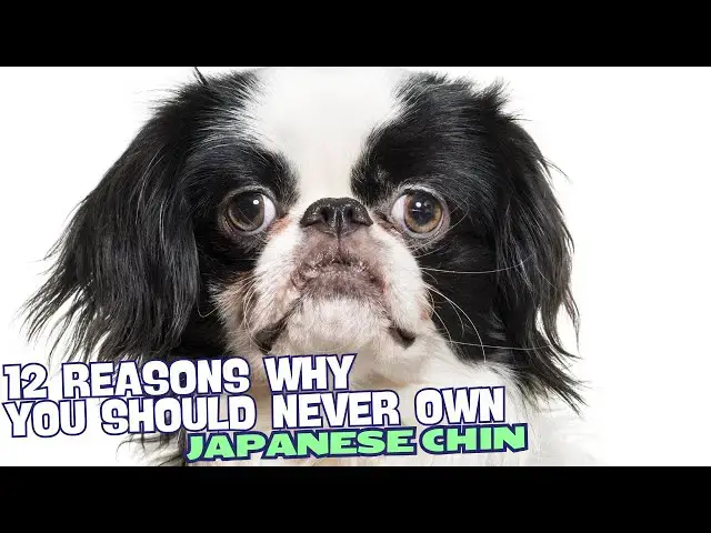 Video thumbnail for 12 Reasons Why You Should Never Own a Japanese Chin 🚫