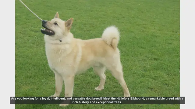 Video thumbnail for Meet the Hällefors Elkhound: The Ultimate Loyal and Versatile Dog Breed
