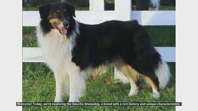 Video thumbnail for Top 10 Fascinating Facts About the Gaucho Sheepdog