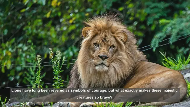 Video thumbnail for 10 Reasons Why Lions Are Symbols of Courage