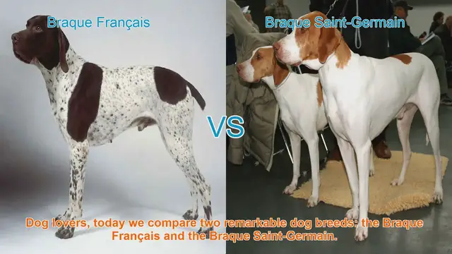 Video thumbnail for Braque Français vs. Braque Saint-Germain: A Comparison of Two Remarkable Dog Breeds