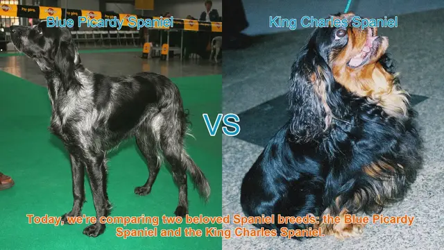 Video thumbnail for Blue Picardy Spaniel vs. King Charles Spaniel: A Comparison