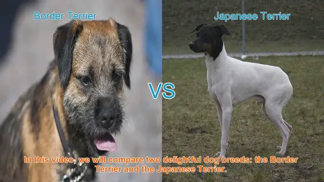 Video thumbnail for Border Terrier vs. Japanese Terrier: A Comparison of Delightful Dog Breeds