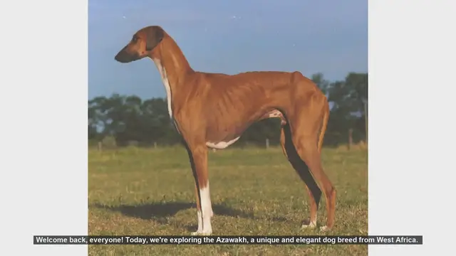 Video thumbnail for Azawakh Dog Breed: Pros and Cons of Owning This Elegant West African Hound