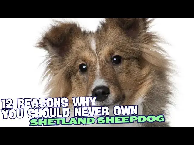Video thumbnail for 12 Reasons Why You Should Never Own a Shetland Sheepdog 🚫