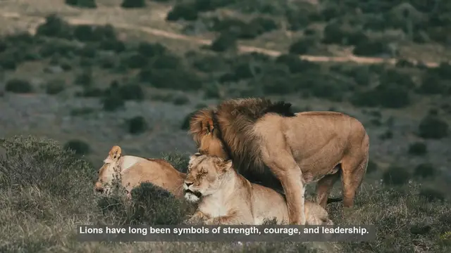 Video thumbnail for 10 Powerful Lion Quotes: Lessons from the King of the Jungle