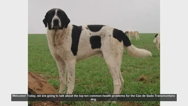 Video thumbnail for Top 10 Common Health Problems in Cão de Gado Transmontano Dogs