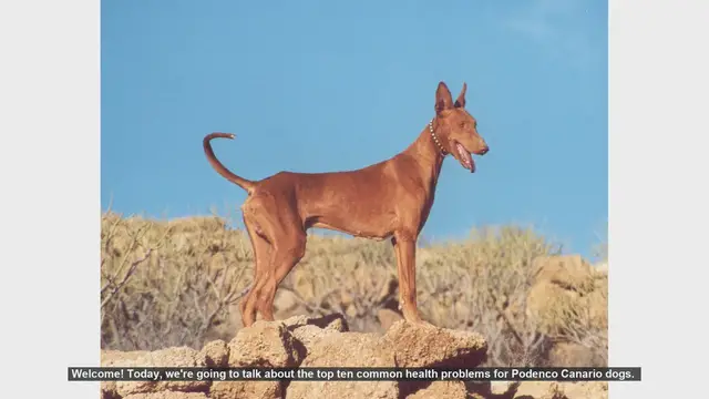 Video thumbnail for Top 10 Common Health Problems in Podenco Canario Dogs