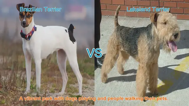 Video thumbnail for Brazilian Terrier vs. Lakeland Terrier: A Breed Comparison
