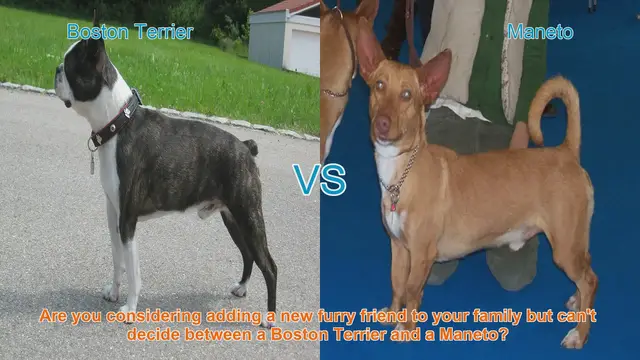 Video thumbnail for Boston Terrier vs. Maneto: Choosing the Right Dog Breed for You