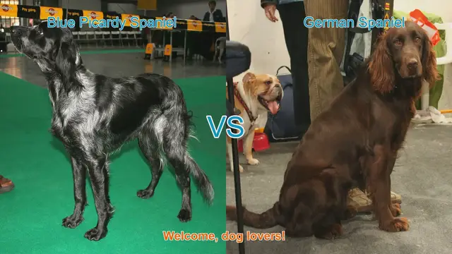Video thumbnail for Blue Picardy Spaniel vs. German Spaniel: A Comprehensive Breed Comparison