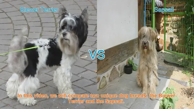 Video thumbnail for Biewer Terrier vs. Sapsali: A Comparison of Unique Dog Breeds