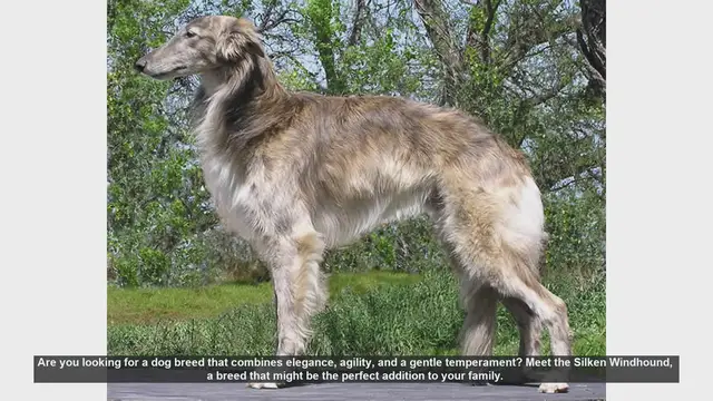 Video thumbnail for Meet the Silken Windhound: The Elegant and Gentle Family Dog