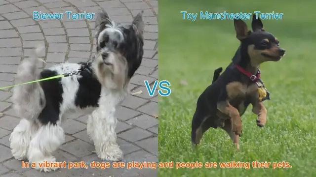 Video thumbnail for Biewer Terrier vs. Toy Manchester Terrier: A Breed Comparison