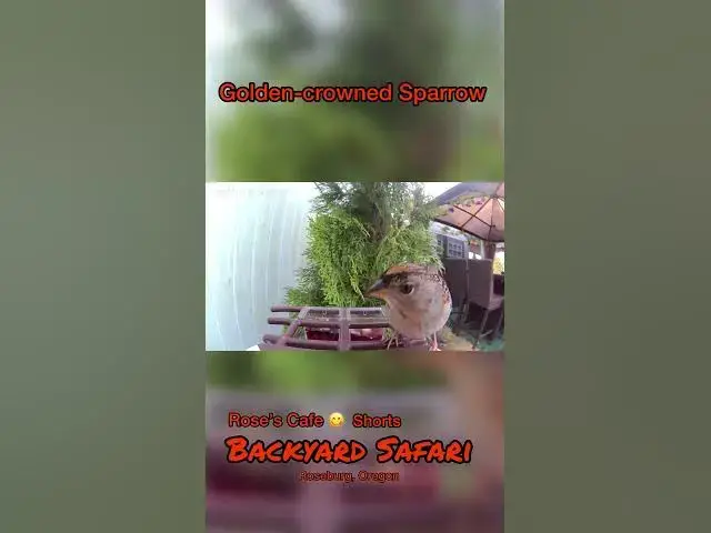 Video thumbnail for Backyard Safari - Shorts #birdwatching