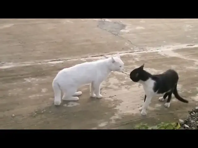 Video thumbnail for فيديو قطط مضحك جدا   قطط تسقط مرارا Funny Cats