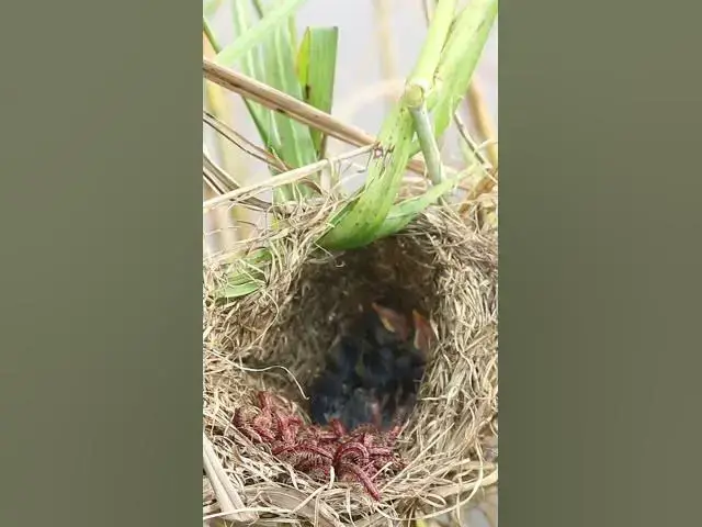 Video thumbnail for Baby birds eat worm  #birdeating #birds #birdfeeding