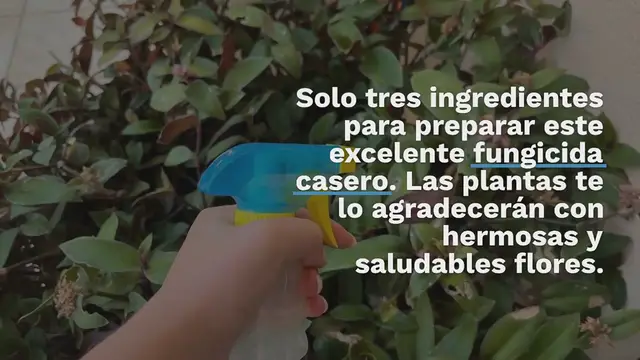 Video thumbnail for El potentísimo fungicida casero para plantas: estos 3 ingredientes serán suficientes