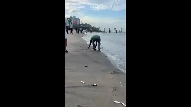 'Video thumbnail for Kozhikode beach മത്തി കരയിൽ'