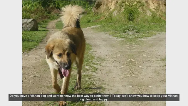 Video thumbnail for How to Bathe Your Vikhan Dog: Step-by-Step Guide
