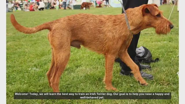Video thumbnail for How to Train Your Irish Terrier: Tips for a Happy and Well-Behaved Pet
