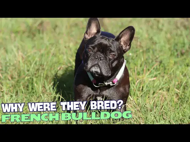 Video thumbnail for Why Were French Bulldogs Bred? 🐶