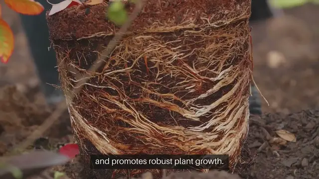 Video thumbnail for Outdoor Gardening Tips for Soil Drainage