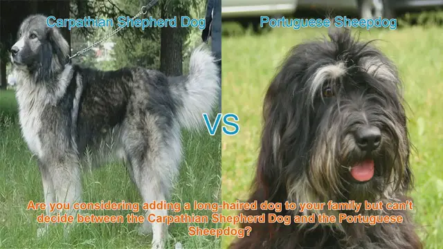 Video thumbnail for Carpathian Shepherd Dog vs. Portuguese Sheepdog: Choosing the Right Long-Haired Breed for Your Family